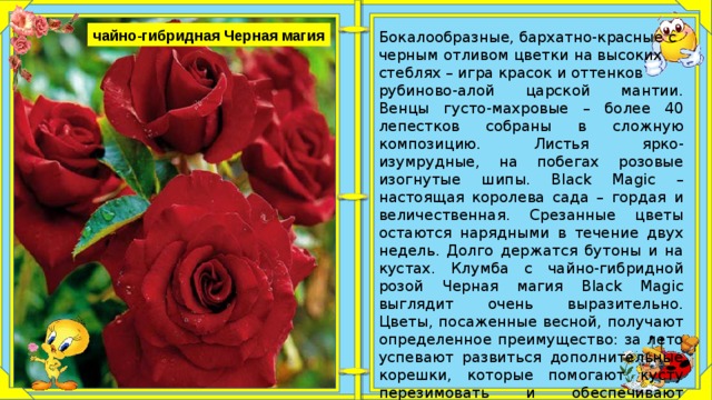 Чайно гибридная роза фольклор фото и описание