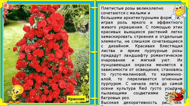 Плетистая роза твист фото и описание
