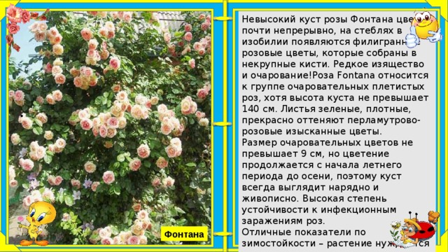 Роза плетистая санрайз фото и описание