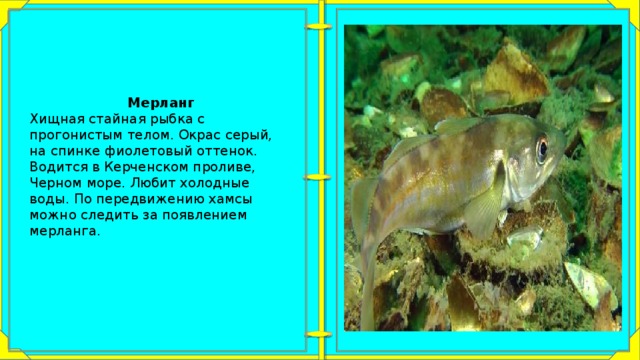 Мерланг Хищная стайная рыбка с прогонистым телом. Окрас серый, на спинке фиолетовый оттенок. Водится в Керченском проливе, Черном море. Любит холодные воды. По передвижению хамсы можно следить за появлением мерланга. 