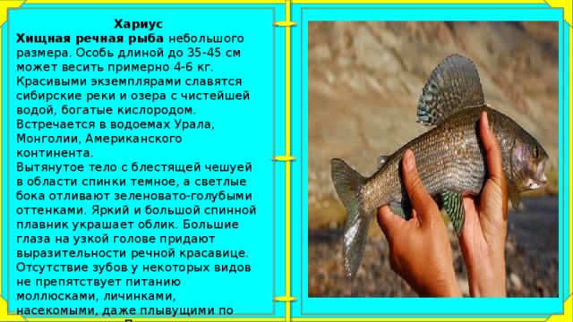 Хариус Хищная речная рыба небольшого размера. Особь длиной до 35-45 см может весить примерно 4-6 кг. Красивыми экземплярами славятся сибирские реки и озера с чистейшей водой, богатые кислородом. Встречается в водоемах Урала, Монголии, Американского континента. Вытянутое тело с блестящей чешуей в области спинки темное, а светлые бока отливают зеленовато-голубыми оттенками. Яркий и большой спинной плавник украшает облик. Большие глаза на узкой голове придают выразительности речной красавице. Отсутствие зубов у некоторых видов не препятствует питанию моллюсками, личинками, насекомыми, даже плывущими по воде зверьками. Подвижность и скорость позволяют хариусам выскакивать в погоне за добычей из воды, хватать их на лету. 