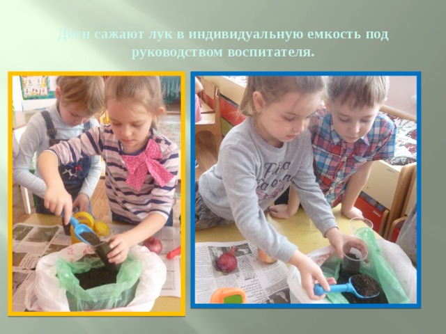 Дети сажают лук в индивидуальную емкость под руководством воспитателя. 