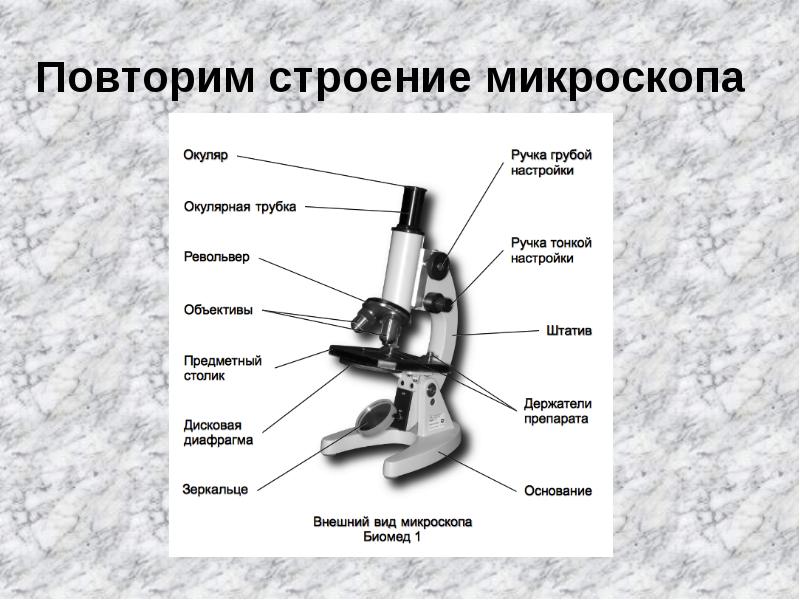 Рассмотрите изображение лупы рис 1 что обозначено на рисунке буквой в