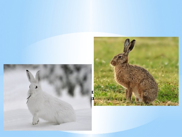 Изменение окраски зайца беляка. Заяц Беляк меняет окраску. Заяц зимой и летом. Цвет зайца летом. Заяц зимой и заяц летом.