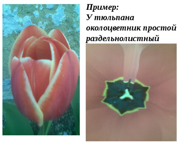 Пример: У тюльпана околоцветник простой раздельнолистный 