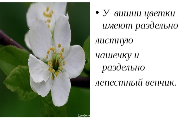 У  вишни цветки имеют раздельно листную чашечку и раздельно лепестный венчик.  