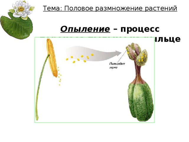  Тема: Половое размножение растений   Опыление – процесс переноса пыльцы на рыльце пестика 
