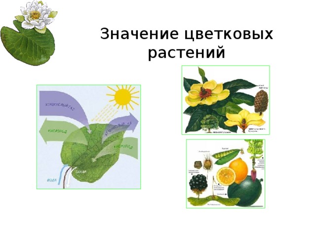 Значение цветковых растений 