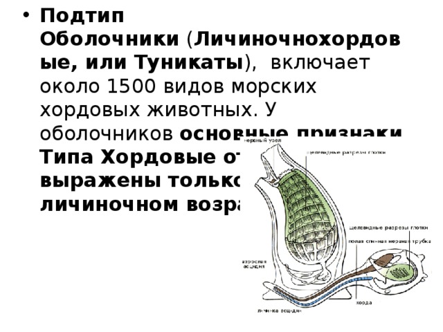 Подтип Оболочники  ( Личиночнохордовые, или Туникаты ),  включает около 1500 видов морских хордовых животных. У оболочников  основные признаки Типа Хордовые отчетливо выражены только в личиночном возрасте . 