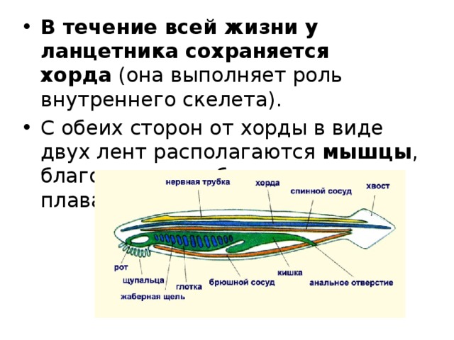 Нервная система ланцетника. Репродуктивная система ланцетника. Схема внутреннего строения ланцетника рис 108. Мускулатура ланцетника.