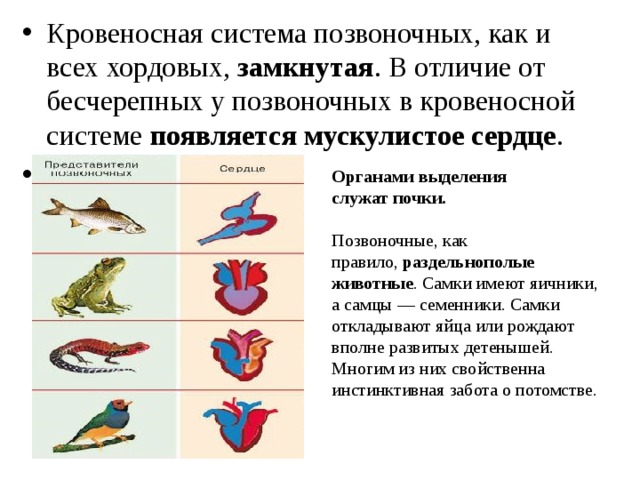 Различия рептилий и млекопитающих. Эволюция кровеносной системы у животных. Эволюция кровеносной системы позвоночных животных. Строение сердца хордовых. Эволюция кровеносной системы хордовых.