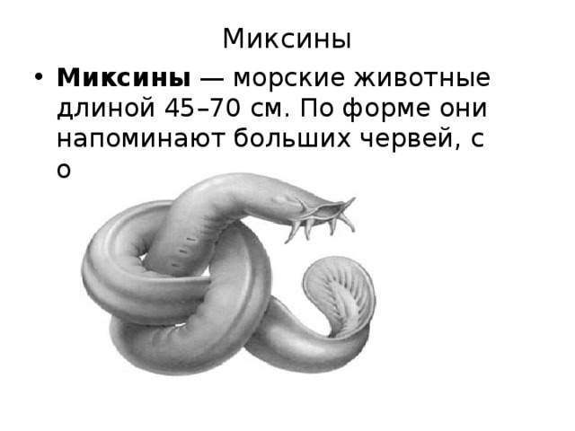 Миксины   Миксины  — морские животные длиной 45–70 см. По форме они напоминают больших червей, с очень гибким телом.   