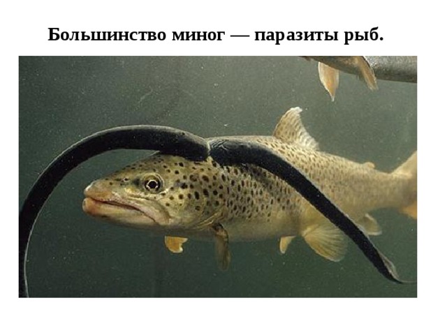 Большинство миног — паразиты рыб.   