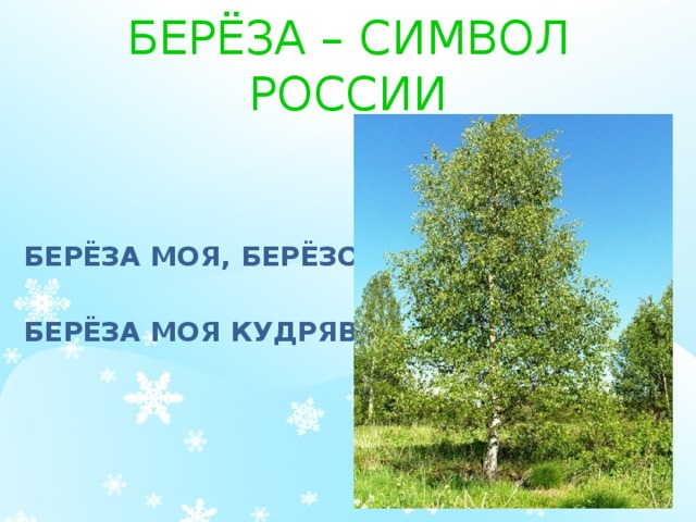 Презентация береза 2 класс презентация