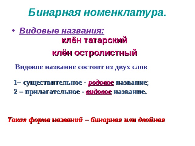 Бинарная номенклатура.   Видовые названия:   клён татарский клён остролистный Видовое название состоит из двух слов 1– существительное -  родовое  название ; 2 – прилагательное -  видовое  название.  Такая форма названий – бинарная или двойная  