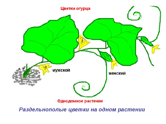 Раздельнополые цветки на одном растении 