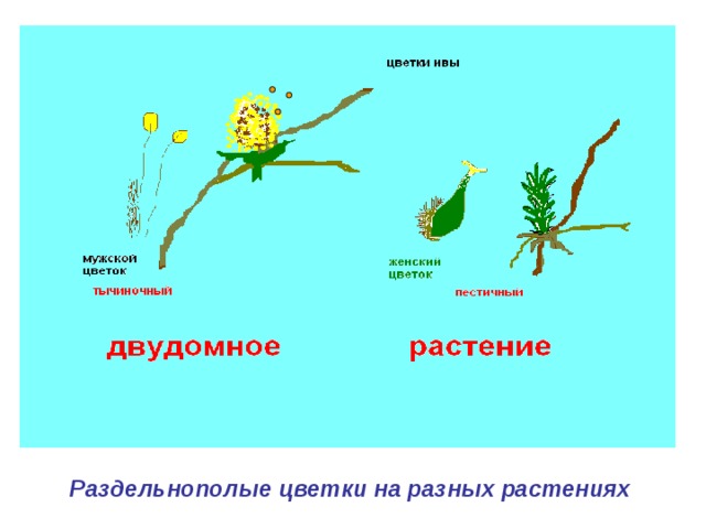 Раздельнополые цветки на разных растениях 