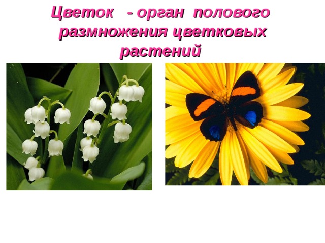  Цветок - орган полового размножения цветковы x растений   