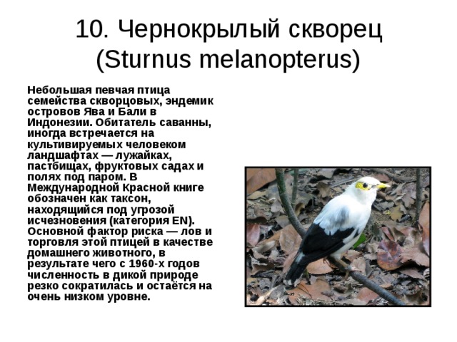 10. Чернокрылый скворец (Sturnus melanopterus) Небольшая певчая птица семейства скворцовых, эндемик островов Ява и Бали в Индонезии. Обитатель саванны, иногда встречается на культивируемых человеком ландшафтах — лужайках, пастбищах, фруктовых садах и полях под паром. В Международной Красной книге обозначен как таксон, находящийся под угрозой исчезновения (категория EN). Основной фактор риска — лов и торговля этой птицей в качестве домашнего животного, в результате чего с 1960-х годов численность в дикой природе резко сократилась и остаётся на очень низком уровне. 