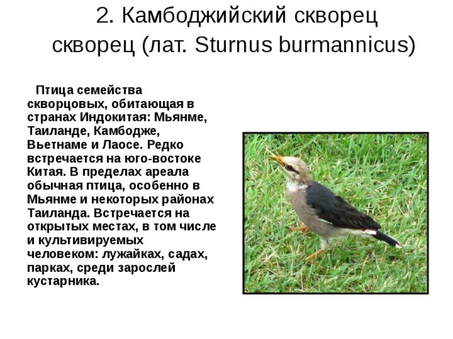 2. Камбоджийский скворец  скворец (лат. Sturnus burmannicus)    Птица семейства скворцовых, обитающая в странах Индокитая: Мьянме, Таиланде, Камбодже, Вьетнаме и Лаосе. Редко встречается на юго-востоке Китая. В пределах ареала обычная птица, особенно в Мьянме и некоторых районах Таиланда. Встречается на открытых местах, в том числе и культивируемых человеком: лужайках, садах, парках, среди зарослей кустарника. 