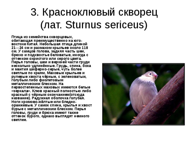 3. Красноклювый скворец  (лат. Sturnus sericeus) Птица из семейства скворцовых, обитающая преимущественно на юго-востоке Китая. Небольшая птица длиной 21—24 см и размахом крыльев около 118 см. У самцов голова, задняя часть шеи, брюхо и подхвостье беловатые, иногда с оттенком охристого или серого цвета. Перья головы, шеи и верхней части груди несколько удлинённые. Грудь, спина, бока и мантия шиферно-серые, чуть более светлые по краям. Маховые крыльев и рулевые хвоста чёрные, с зеленоватыи, голубым либо фиолетовым металлическим блеском. На первостепенных маховых имеются белые «зеркала». Клюв красный полностью либо красный с чёрным окончанием(отсюда название). Радужная оболочка голубая. Ноги хромово-жёлтые или бледно-оранжевые. У самок спина, крылья и хвост бурые с металлическим блеском. Перья головы, груди и брюха имеют также оттенок бурого, однако выглядят немного светлее. 