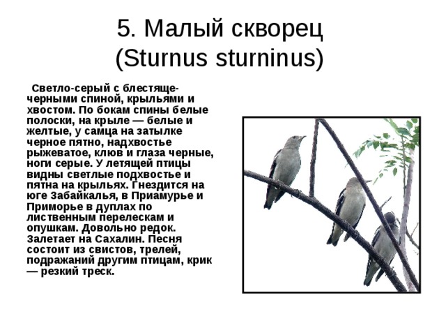 5. Малый скворец  (Sturnus sturninus) Светло-серый с блестяще-черными спиной, крыльями и хвостом. По бокам спины белые полоски, на крыле — белые и желтые, у самца на затылке черное пятно, надхвостье рыжеватое, клюв и глаза черные, ноги серые. У летящей птицы видны светлые подхвостье и пятна на крыльях. Гнездится на юге Забайкалья, в Приамурье и Приморье в дуплах по лиственным перелескам и опушкам. Довольно редок. Залетает на Сахалин. Песня состоит из свистов, трелей, подражаний другим птицам, крик — резкий треск. 