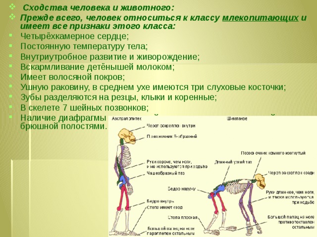 Сходство человека и млекопитающих животных. Сходство человека и животных. Сходство человека и животных биология 9 класс.