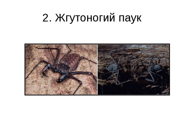 2. Жгутоногий паук 