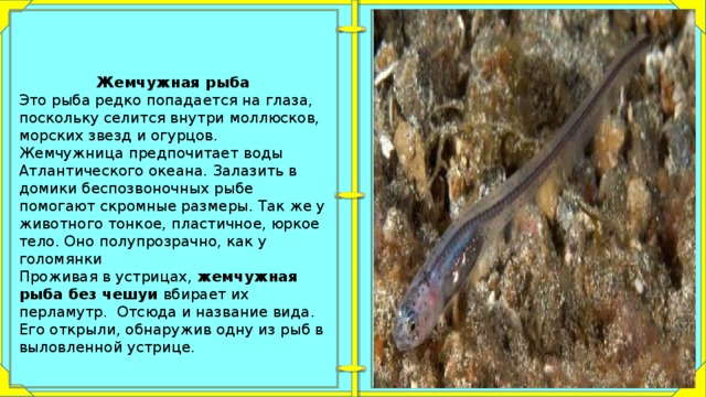 Жемчужная рыба что это за рыба фото
