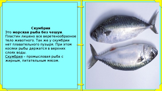 Какая рыба без чешуи. Рыба без чешуи. Рыба без чешуи название. Рыба без чешуи список названий. Съедобная рыба без чешуи.