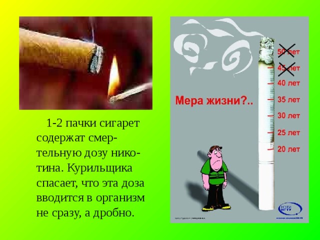  1-2 пачки сигарет содержат смер - тельную дозу нико - тина. Курильщика спасает, что эта доза вводится в организм не сразу, а дробно. 