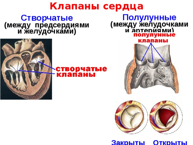 Клапаны сердца фото