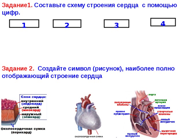 Работа сердца презентация 1 класс