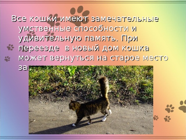 Все кошки имеют замечательные умственные способности и удивительную память. При переезде в новый дом кошка может вернуться на старое место за много километров. 