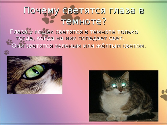 Почему светятся глаза в темноте? Глаза у кошек светятся в темноте только тогда, когда на них попадает свет.  Они светятся зеленым или жёлтым светом. 