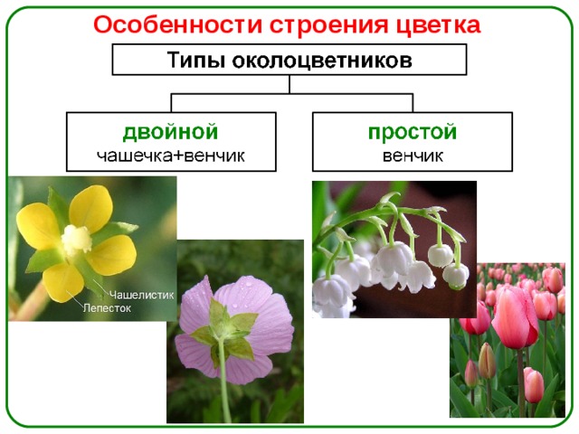Особенности строения цветка 