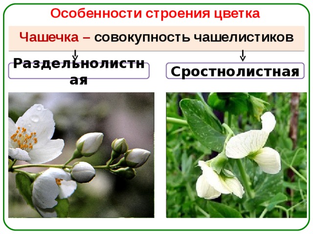 Особенности строения цветка Чашечка – совокупность чашелистиков Сростнолистная Раздельнолистная 
