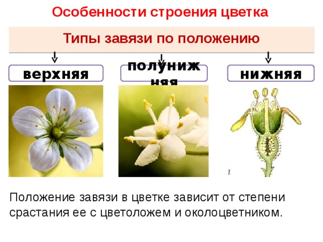 Особенности строения цветка Типы завязи по положению нижняя верхняя полунижняя Положение завязи в цветке зависит от степени срастания ее с цветоложем и околоцветником. 