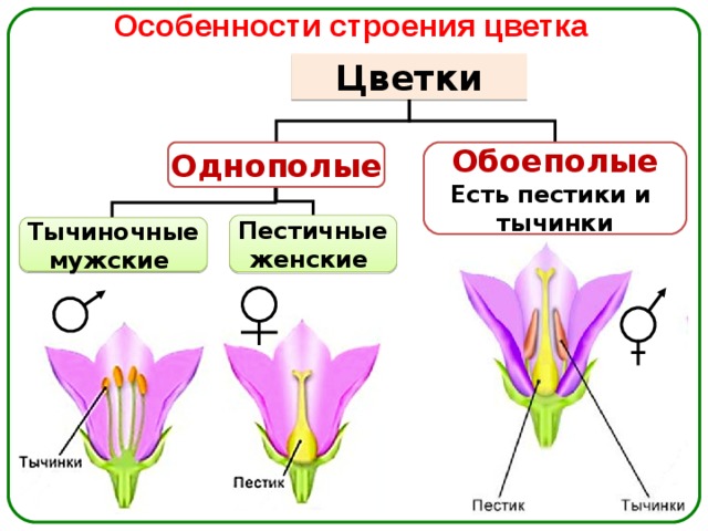 Особенности строения цветка Цветки Однополые Обоеполые Есть пестики и тычинки Пестичные  женские Тычиночные  мужские 