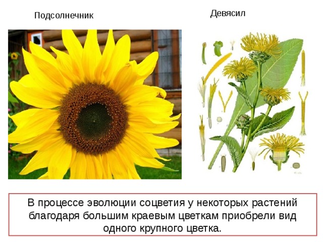 Девясил Подсолнечник В процессе эволюции соцветия у некоторых растений благодаря большим краевым цветкам приобрели вид одного крупного цветка. 