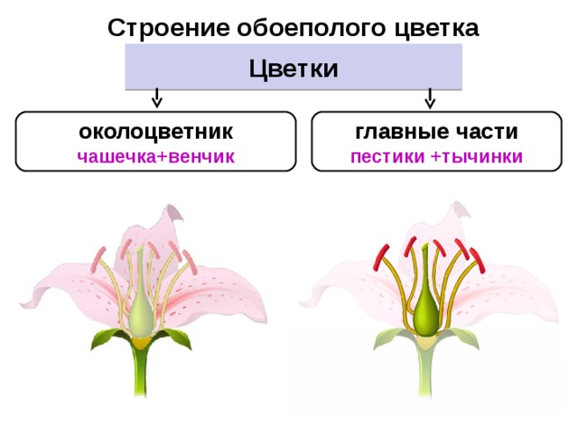 Цветки с каким околоцветником изображены на рисунке