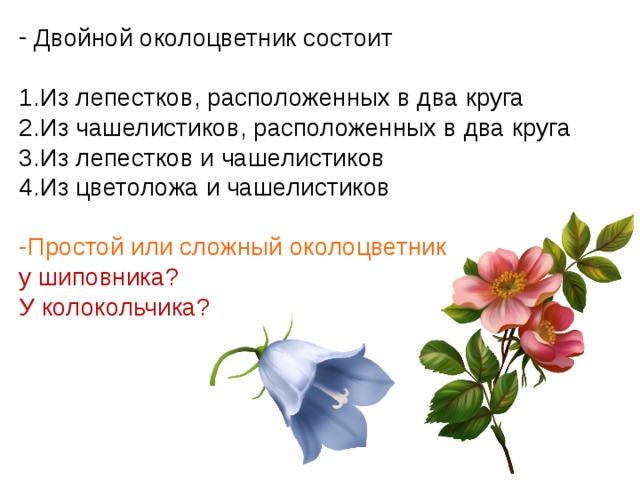  Двойной околоцветник состоит  Из лепестков, расположенных в два круга Из чашелистиков, расположенных в два круга Из лепестков и чашелистиков Из цветоложа и чашелистиков -Простой или сложный околоцветник у шиповника? У колокольчика? 