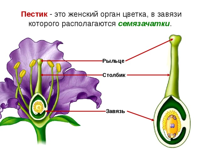 Пестик  -  это женский орган цветка, в завязи которого располагаются семязачатки . Рыльце Столбик Завязь  