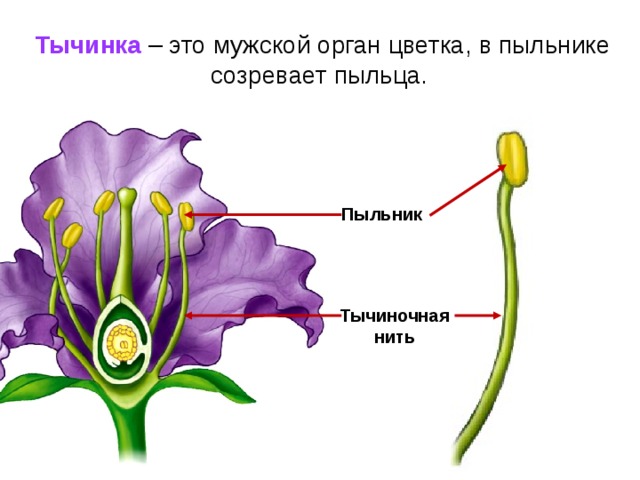 Тычинка  – это мужской орган цветка, в пыльнике созревает пыльца. Пыльник Тычиночная нить 