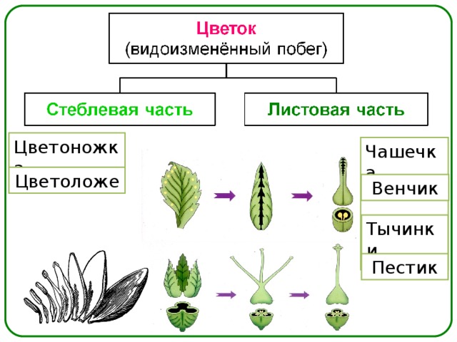 Части листьев растения. Цветок это видоизменённый побег. Видоизменения цветов. Цветок то а) видоизменный побег. Цветок видоизменение побега.