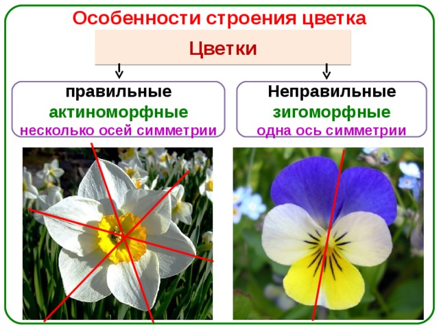 Особенности строения цветка Цветки Неправильные правильные зигоморфные актиноморфные одна ось симметрии несколько осей симметрии 