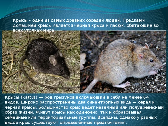 Роль грызунов в жизни человека. Доклад про крыс. Крыса для презентации. Сообщение о крысе. Доклад про домашнюю крысу.