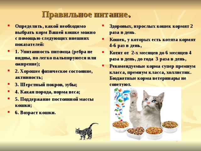 Шесть котят есть хотят дай им каши с молоком