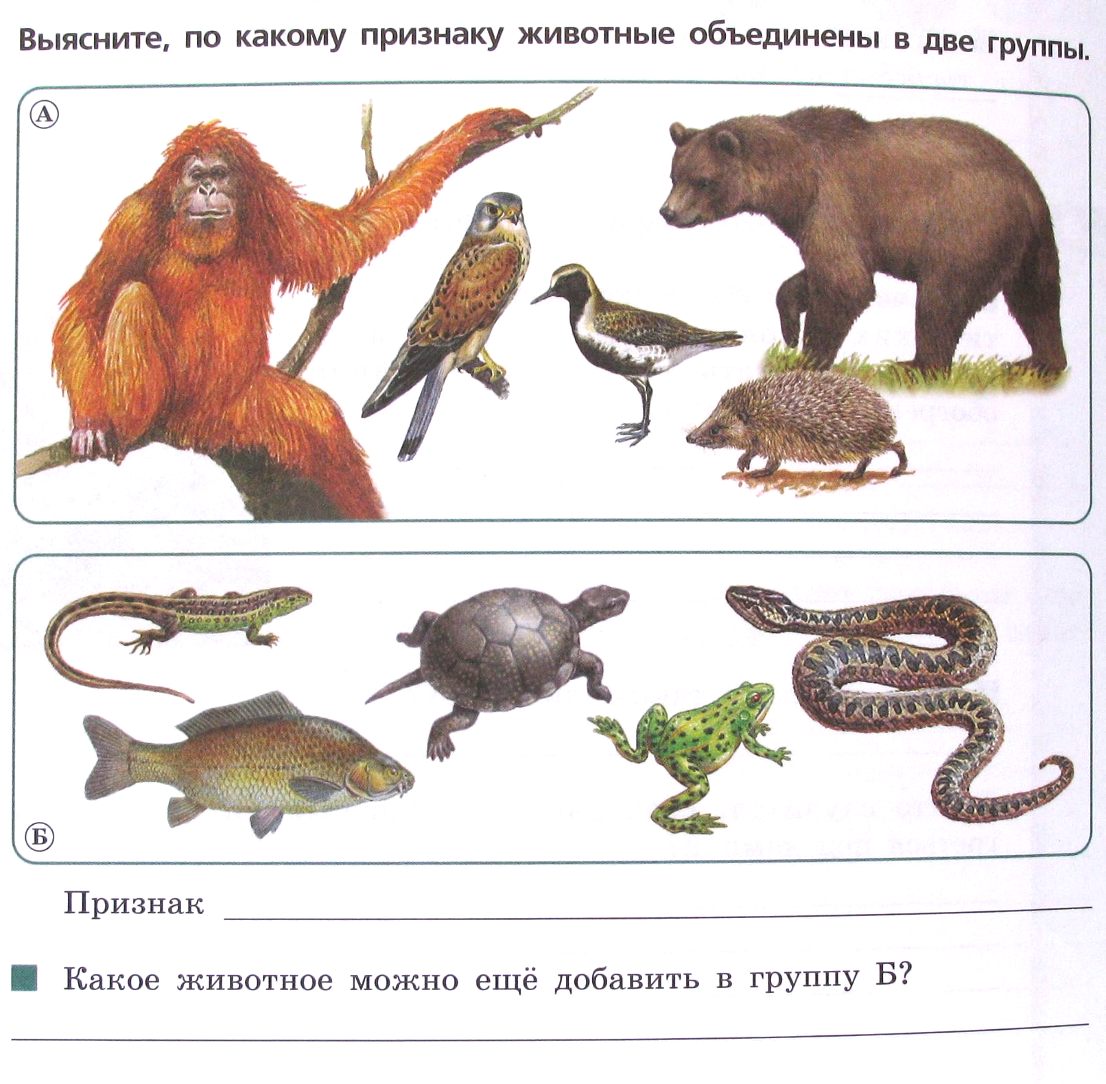 Почему животных объединяют в группу потребителей кратко