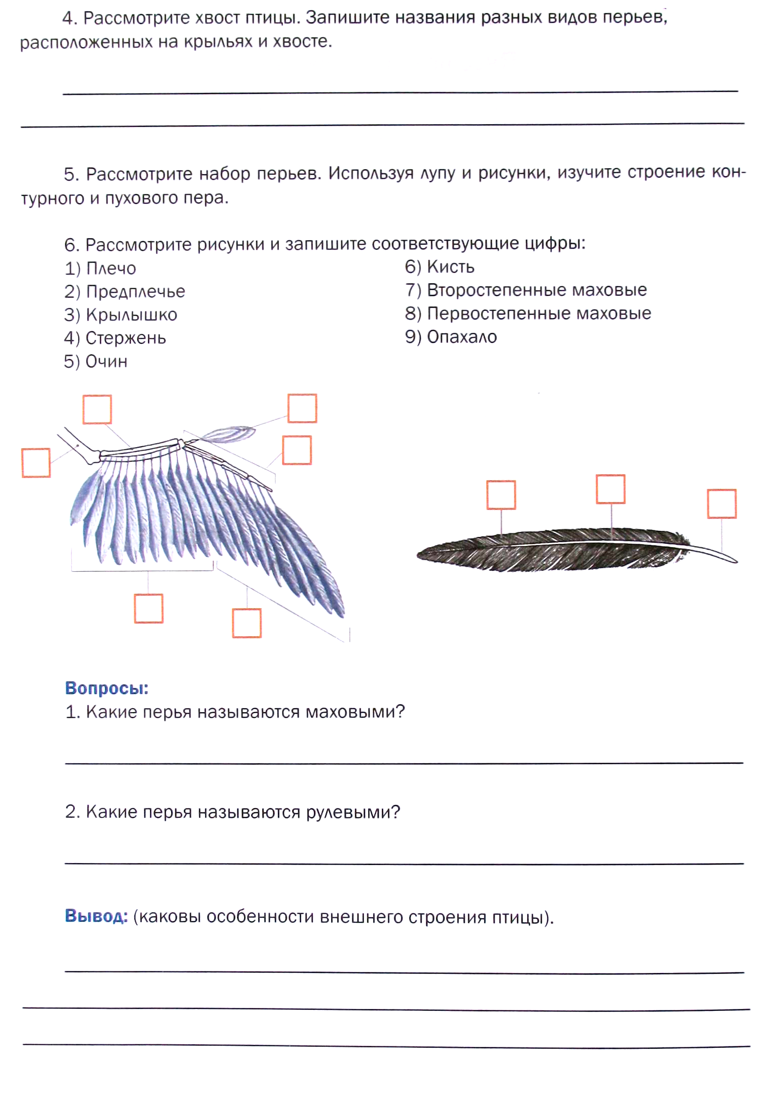 Тест по биологии 7 класс строение птиц. Внешнее строение птицы биология 7 класс Пасечник. Лабораторная работа птицы 7. Лабораторная работа изучение внешнего строения птиц. Лабораторная работа строение птиц.